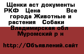 Щенки аст документы РКФ › Цена ­ 15 000 - Все города Животные и растения » Собаки   . Владимирская обл.,Муромский р-н